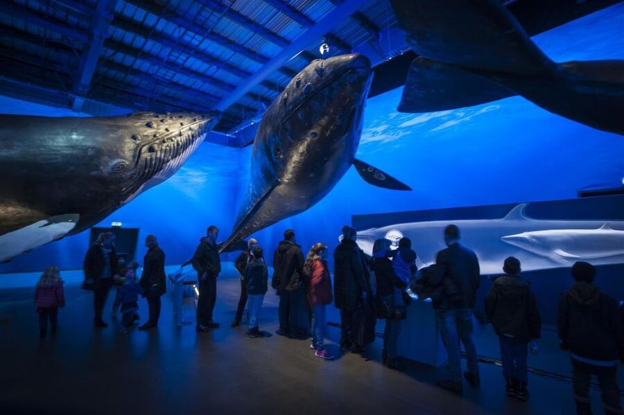 Reykjavik: Whale Watching Excursion & Whale Exhibition - Who This Fits Best in Iceland (and Who Might Adjust Expectations)