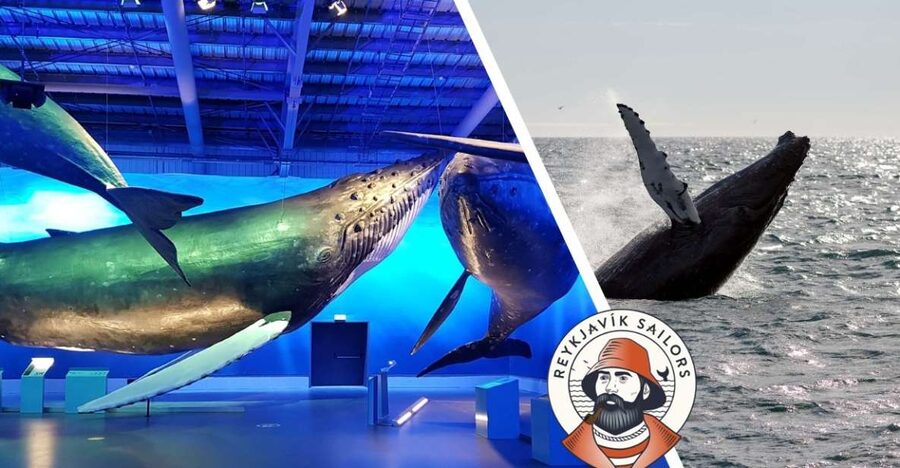 Reykjavik: Whale Watching Excursion & Whale Exhibition - Sailing Out from Faxaflói: What 3 Hours Really Means