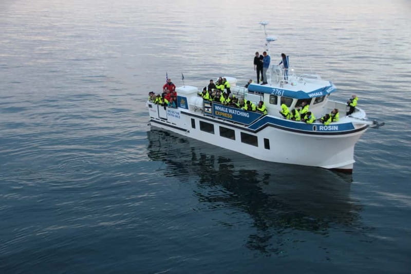 Reykjavik: Whale Watching Express - Key things to know before you go