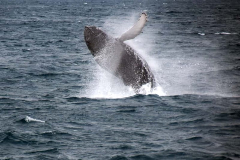 Reykjavik: Whale Watching Express - Reykjavik Old Harbor to the Whale Grounds in About 20 to 30 Minutes