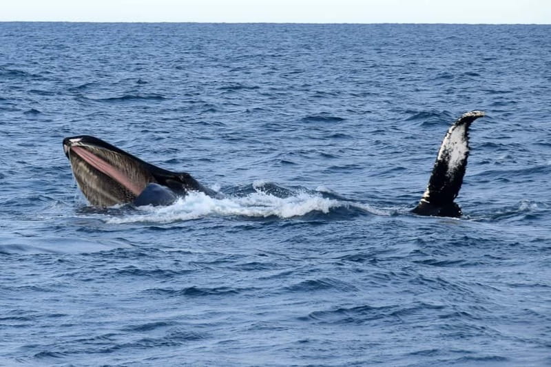 Reykjavik: Whale Watching Express - What You’ll Likely See: Minke Whales, Dolphins, Puffins, and Seabirds