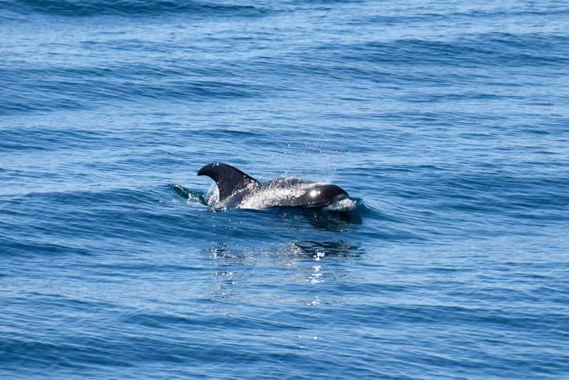 Reykjavik: Whale Watching Express - Guides on Deck, English Commentary, and How They Help You Spot Wildlife