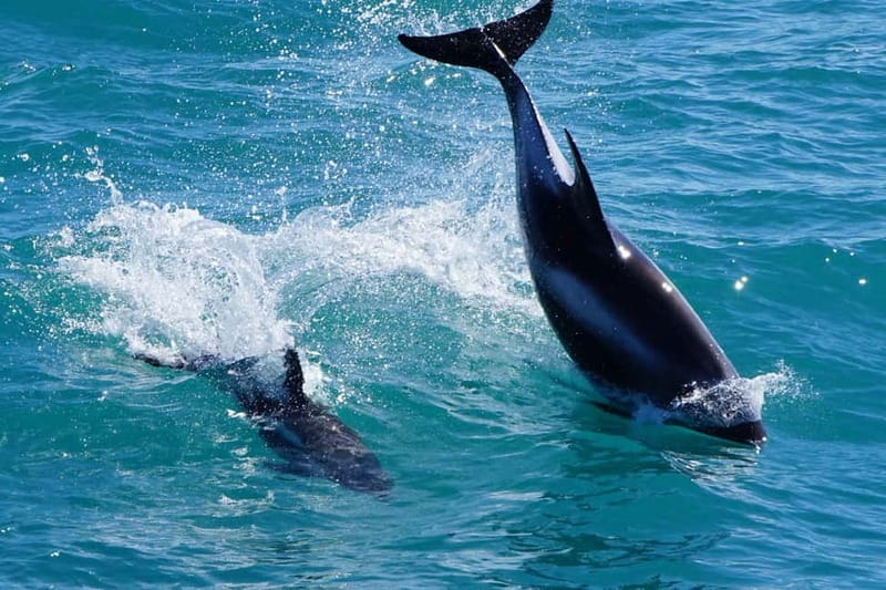 Reykjavik: Whale Watching Express - Weather, Cold, and Choppy Water: What to Pack and How to Stay Well