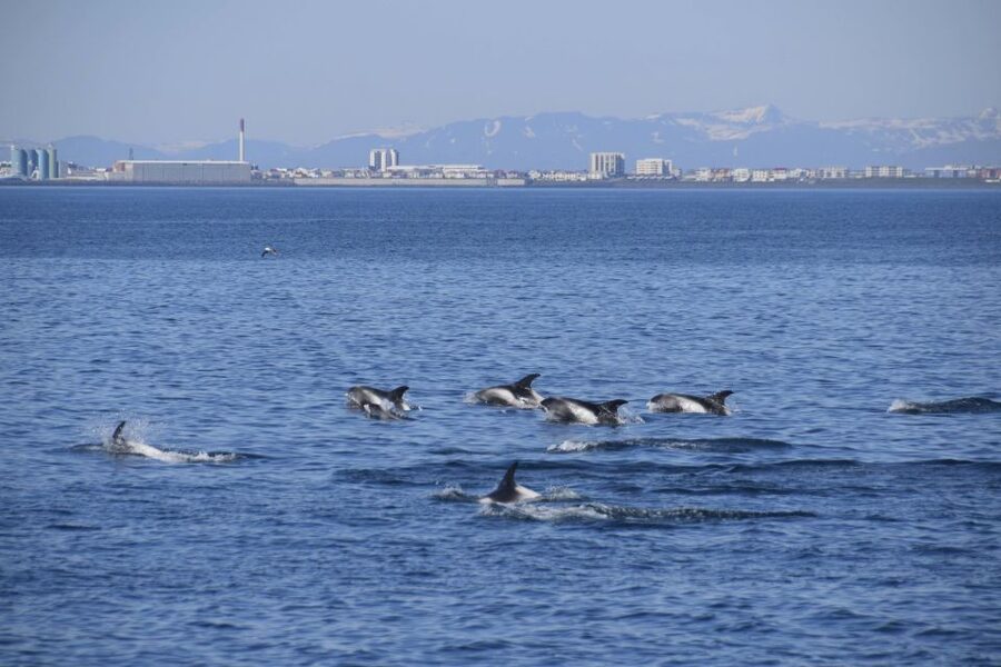 Reykjavik: Whale Watching Express - Time and Value: Is a $106 Express Tour Worth It?