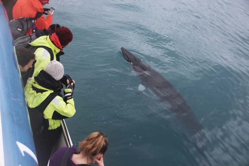 Reykjavik: Whale Watching Express - Who This Tour Suits Best, and Who Might Want a Different Fit