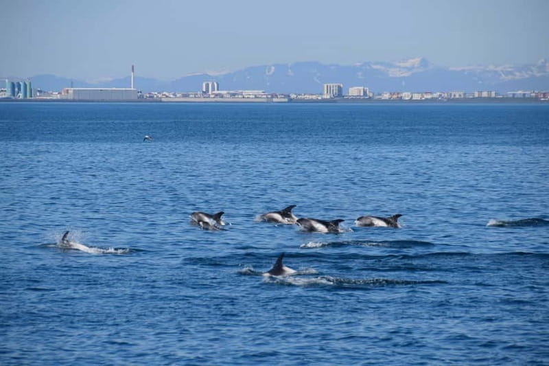 Reykjavik: Whale Watching Express - Should you book Reykjavik Whale Watching Express?