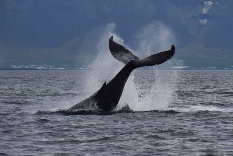 Reykjavik: Whale Watching Express - The Express Boat Experience, Speed, Seating, and On-Deck Comfort