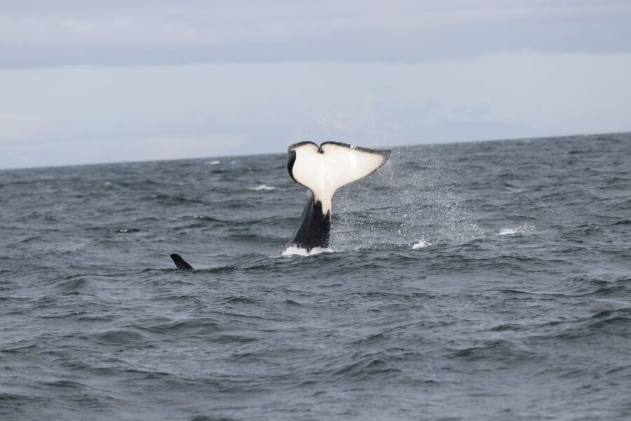 Reykjavik: Whale Watching in Faxaflói Bay & Live Lava Show - Two Iceland Favorites in One 4.5-Hour Block of Time