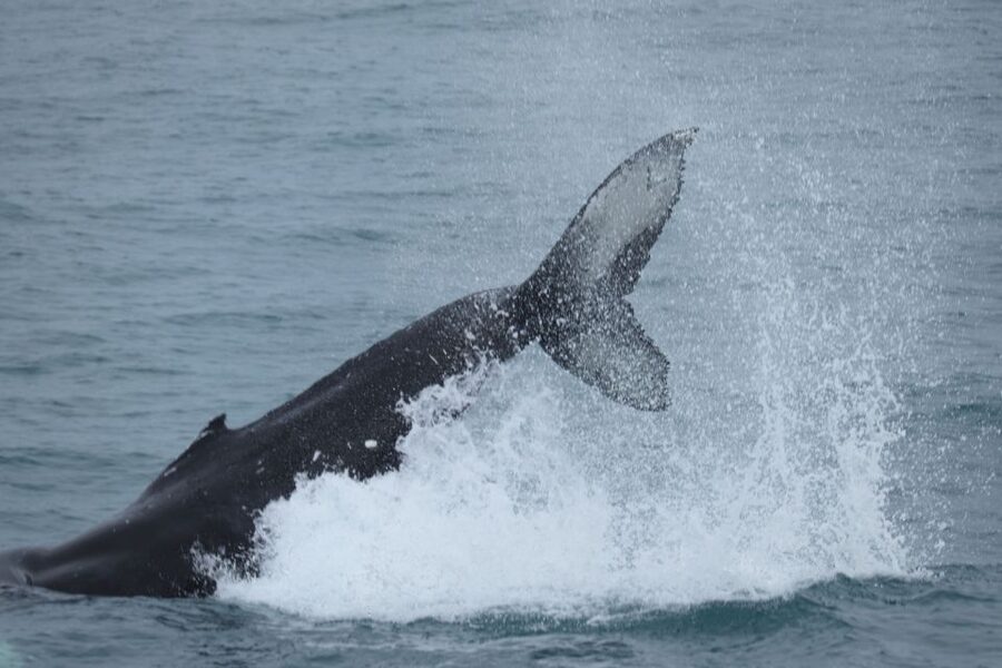 Reykjavik: Whale Watching in Faxaflói Bay & Live Lava Show - Who This Tour Fits Best (and Who Might Skip It)