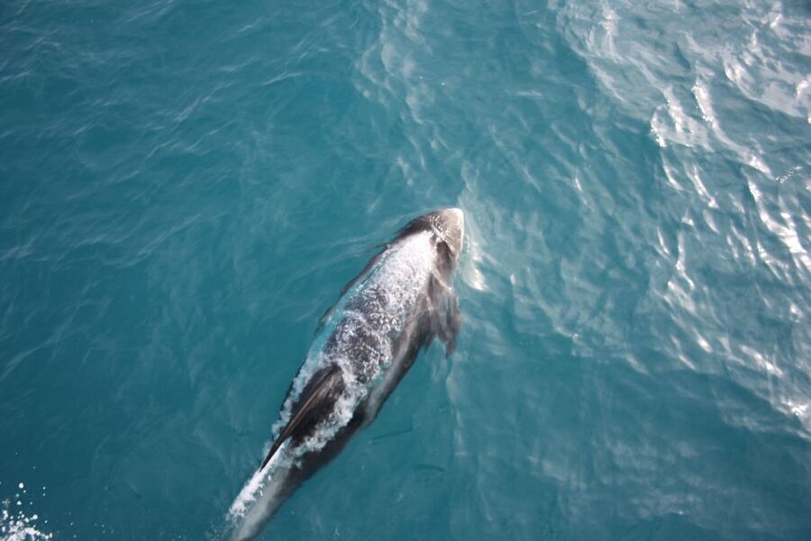 Reykjavik: Whale Watching in Faxaflói Bay & Live Lava Show - The Boat Comfort Details That Actually Matter in Iceland Weather