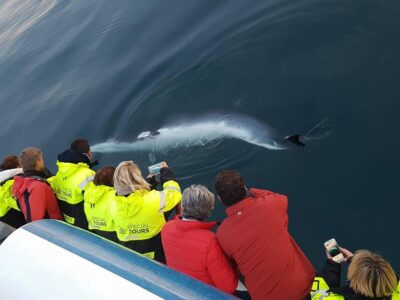Whale Watching & Lava Show