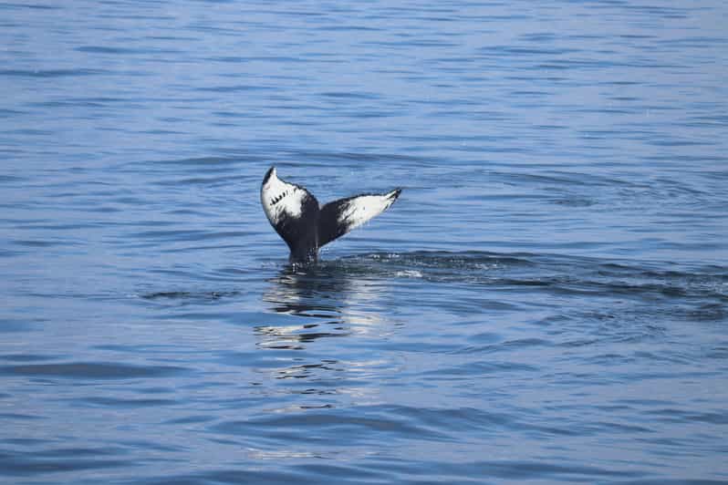 Reykjavik: Whale Watching Morning Expedition - Key Points That Make This Whale-Watching Trip Worth Your Time