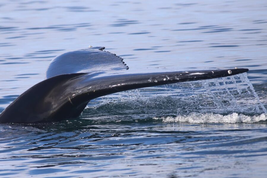 Reykjavik: Whale Watching Morning Expedition - Price and Value: Is $103 a Good Deal?