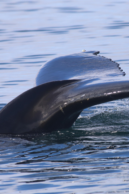 Reykjavik: Whale Watching Morning Expedition - Old Harbour, 9:00 AM, and the Real Start of Your Morning