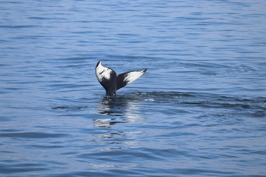 Reykjavik: Whale Watching Morning Expedition - What You Might See: Minke, Humpback, Dolphins, Porpoises, and Killer Whales