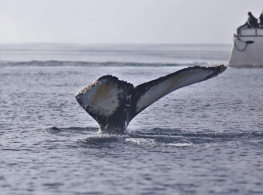 Reykjavik: Whale Watching Morning Expedition - Birdlife Overhead and How to Time Your Camera Shots
