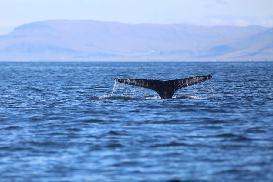Reykjavik: Whale Watching Morning Expedition - Bar Drinks, Wi-Fi, and What You Should Plan to Pay For