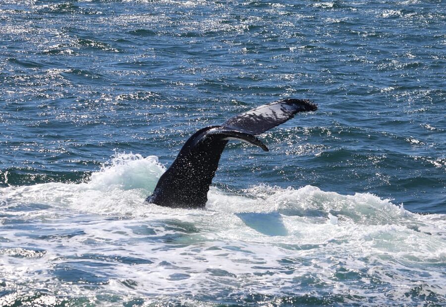 Reykjavik: Whale Watching Morning Expedition - The Second-Tour Ticket If You Don’t Get Sightings