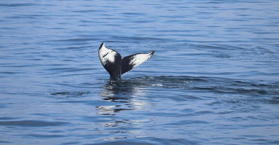 Reykjavik: Whale Watching Morning Expedition - 3.5 Hours Total, with 2.5 Hours of Whale Watching in Faxaflói Bay