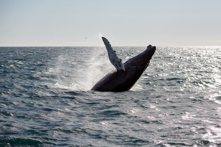 Reykjavik: Whale Watching & Northern Lights Combo Cruise - Final verdict: should you book the Reykjavik combo?