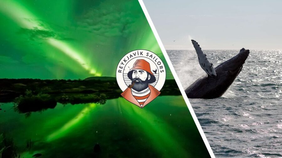 Reykjavik: Whale Watching & Northern Lights Combo Cruise - What the boat experience feels like, and how to handle choppy seas