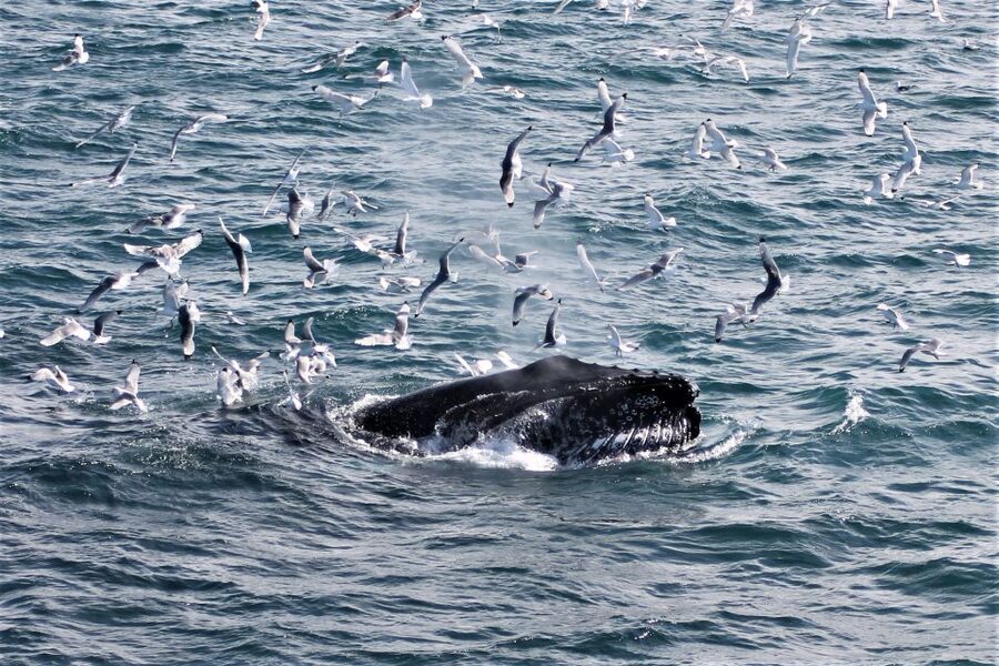 Reykjavik: Whale Watching & Northern Lights Combo Cruise - The Reykjavik break: how to make those hours count