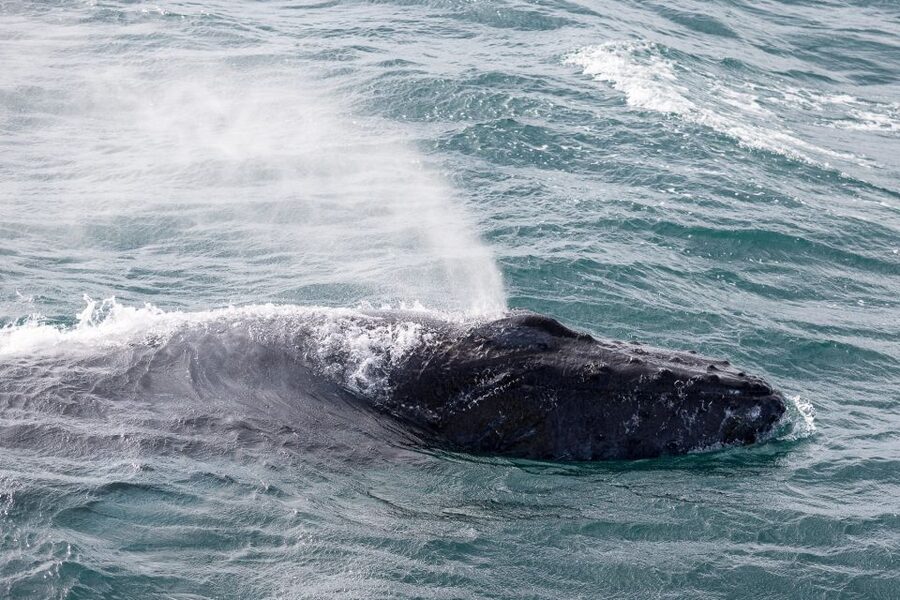 Reykjavik: Whale Watching & Northern Lights Combo Cruise - Northern Lights at sea: comfort on the hunt