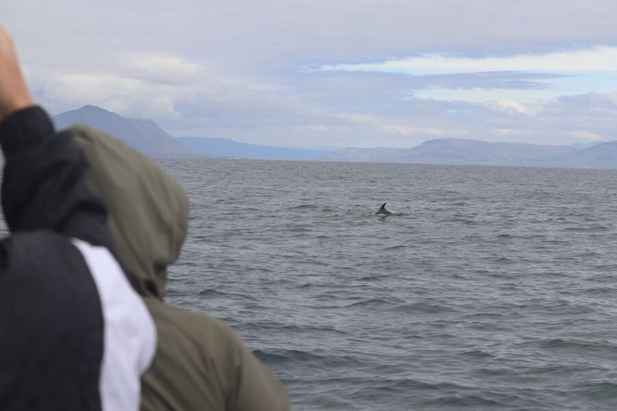 Reykjavik: Whale Watching & Northern Lights Combo Cruise - Price and value: is $205 per person worth it?