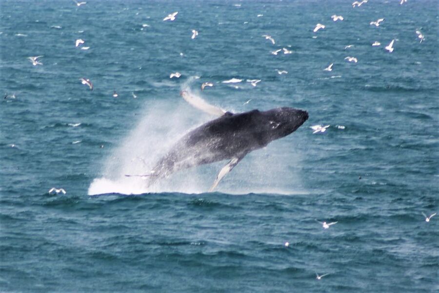 Reykjavik: Whale Watching & Northern Lights Combo Cruise - What to bring (and what to remember about your phone)