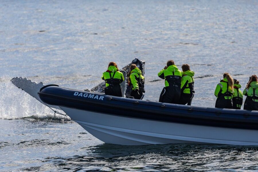 Reykjavik: Whale Watching Tour by RIB Boat - Key highlights to know before you go