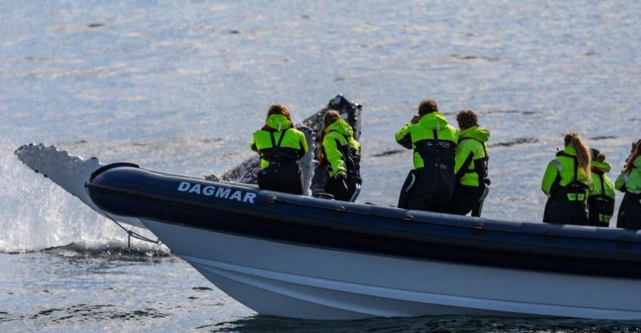 Reykjavik: Whale Watching Tour by RIB Boat - A RIB whale hunt in Faxaflói Bay: fast, close, and built for motion