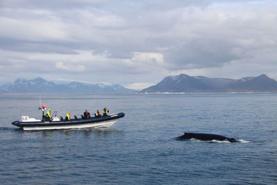 Reykjavik: Whale Watching Tour by RIB Boat - The 32-knot ride to the whale feeding grounds