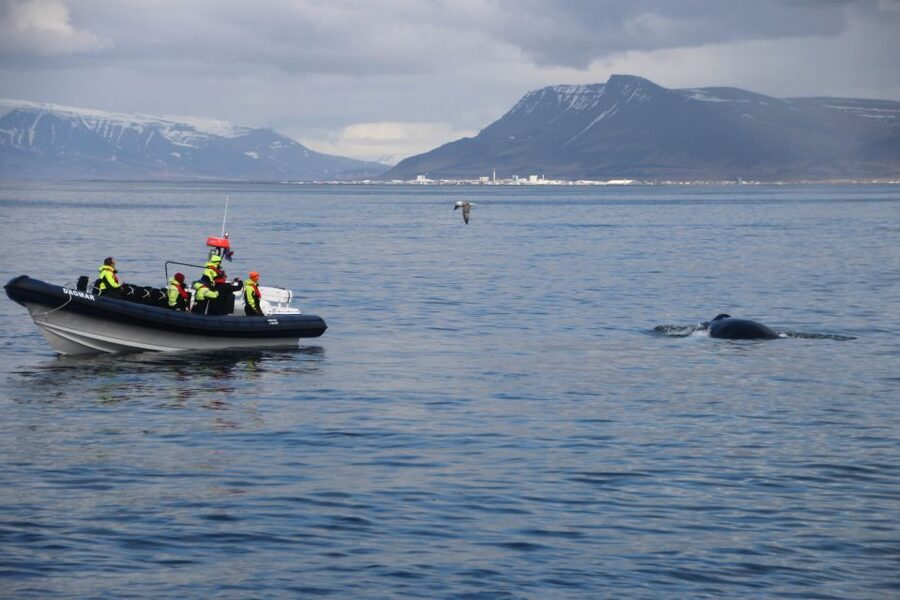 Reykjavik: Whale Watching Tour by RIB Boat - Safety and comfort on a shock-suspension RIB