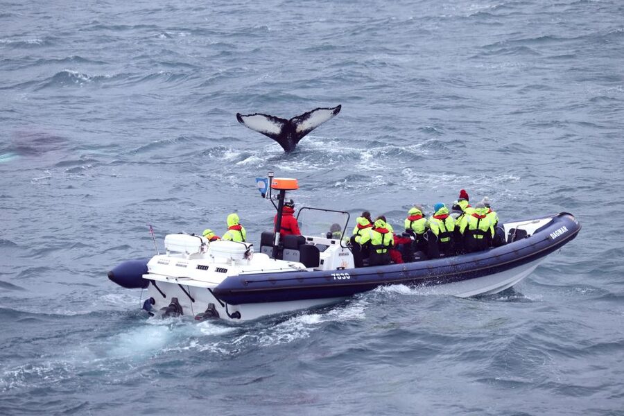 Reykjavik: Whale Watching Tour by RIB Boat - Whales of Iceland Museum in Grandi harbor after your trip