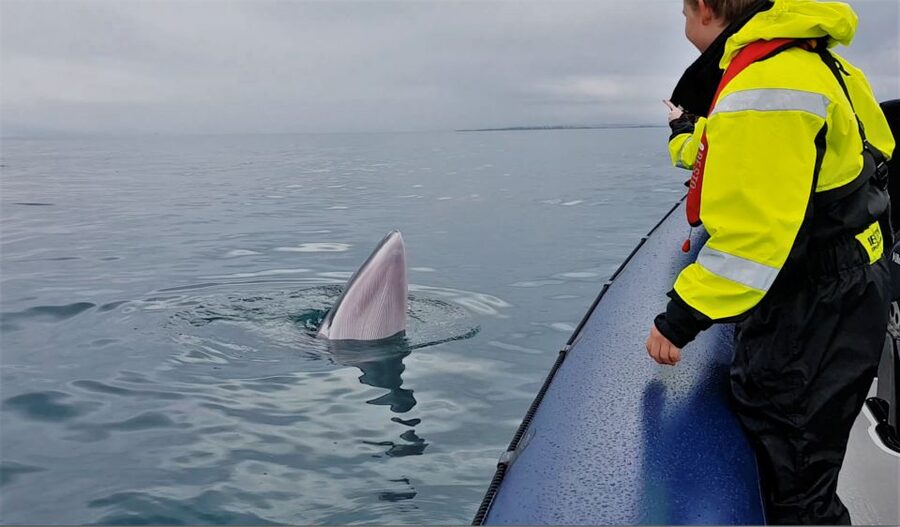 Reykjavik: Whale Watching Tour by RIB Boat - Price and value at $194 for two hours on the water