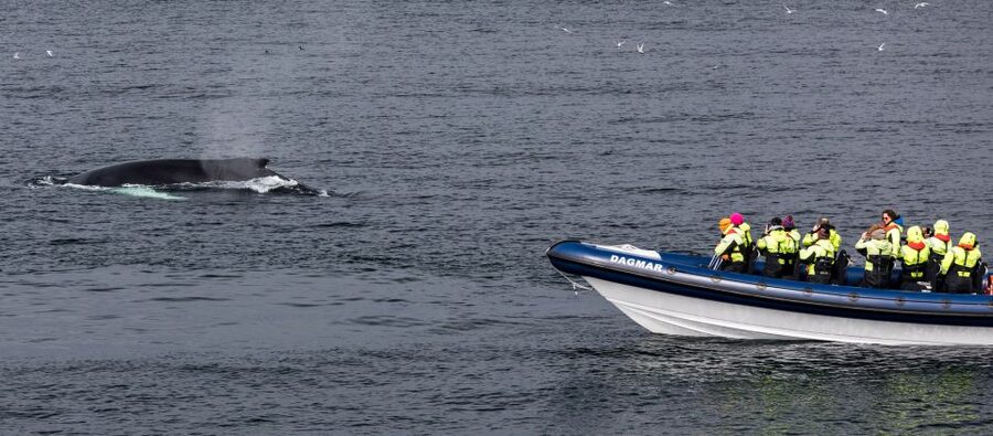 Reykjavik: Whale Watching Tour by RIB Boat - Who this tour fits best, and who should skip it