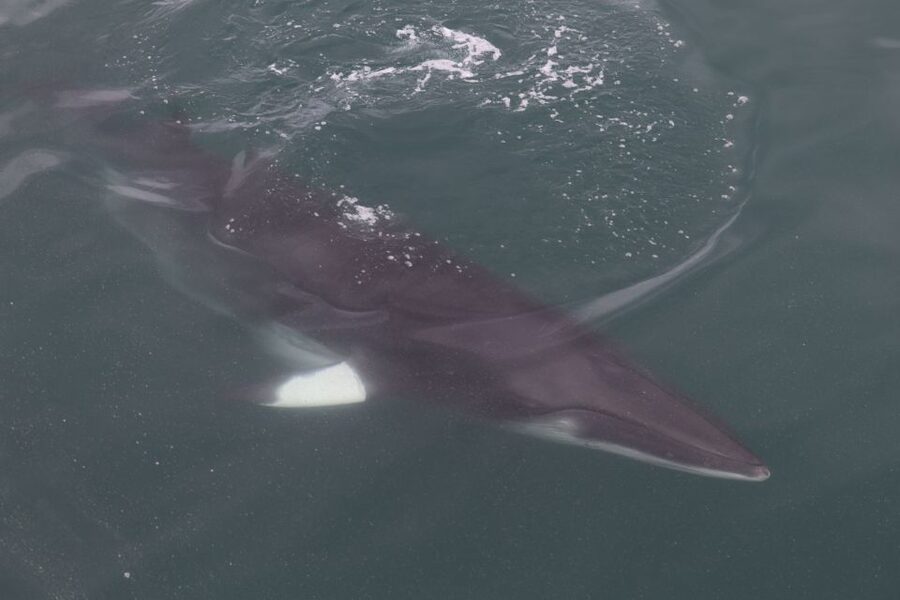 Reykjavik: Whale Watching Tour by RIB Boat - Meeting at Aegisgardur 5E, then getting outfitted properly