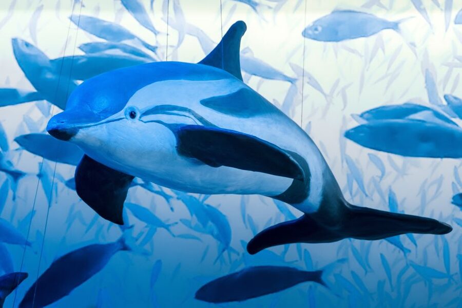 Reykjavik: Whale Watching Tour, Whales of Iceland Exhibition - Should you book the Reykjavik whale watching plus Whales of Iceland combo?