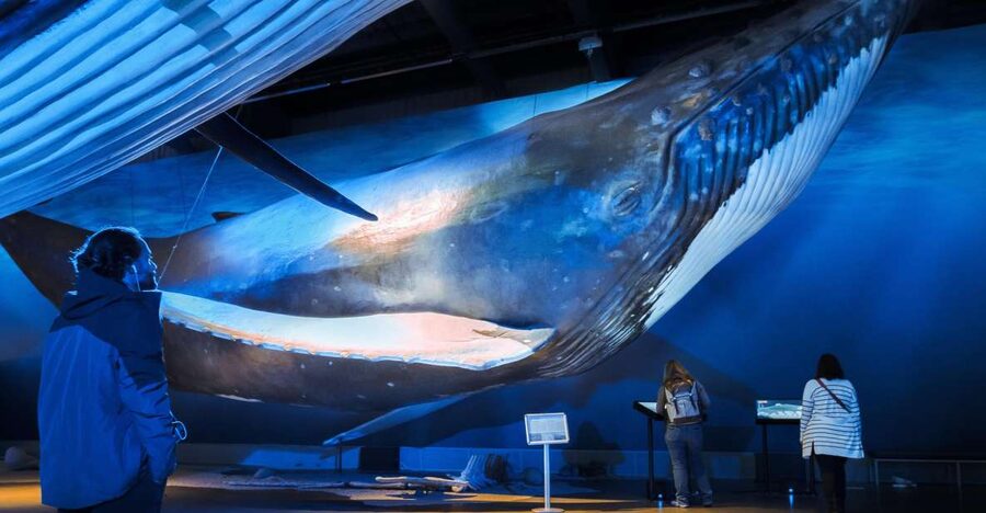 Reykjavik: Whale Watching Tour, Whales of Iceland Exhibition - The boat setup: why the biggest detail is staying warm and seeing well