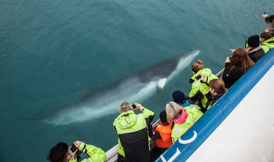 Reykjavik: Whale Watching Tour, Whales of Iceland Exhibition - Live-guided museum tours at 10:30 and 1:30: choose your flow