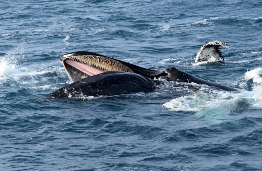 Reykjavik: Whale Watching Tour, Whales of Iceland Exhibition - Price and value: is $123 per person fair for this combo?
