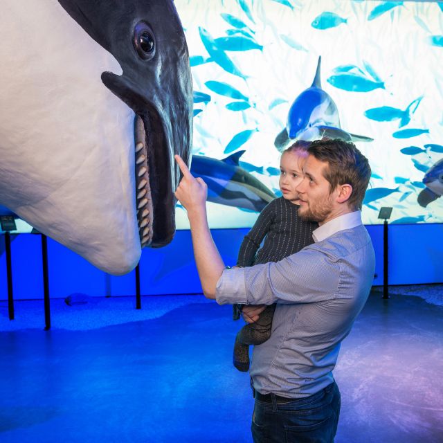 Reykjavik: Whale Watching Tour, Whales of Iceland Exhibition - What you might see in Faxaflói Bay, and how to think about whale spotting