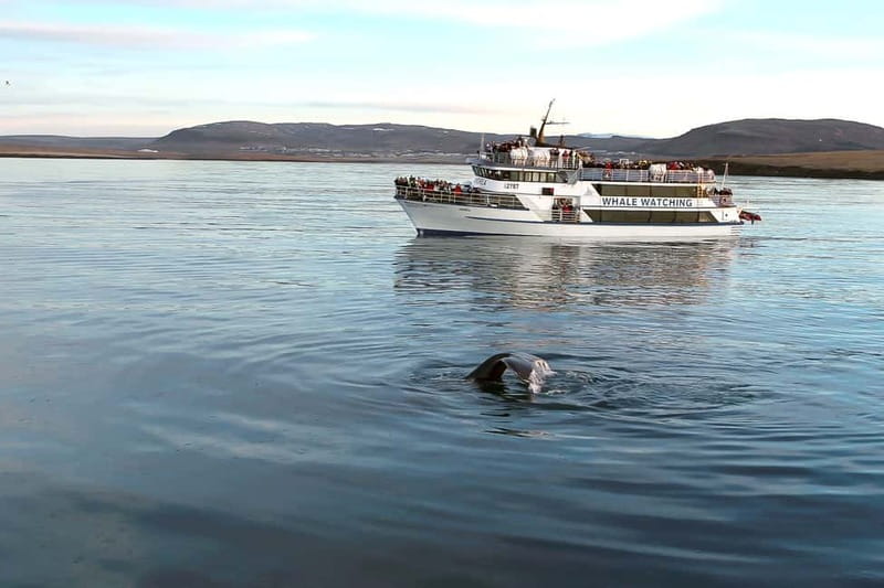 Reykjavik: Whale Watching Tour with Expert Guide - Key things that make this tour worth your time