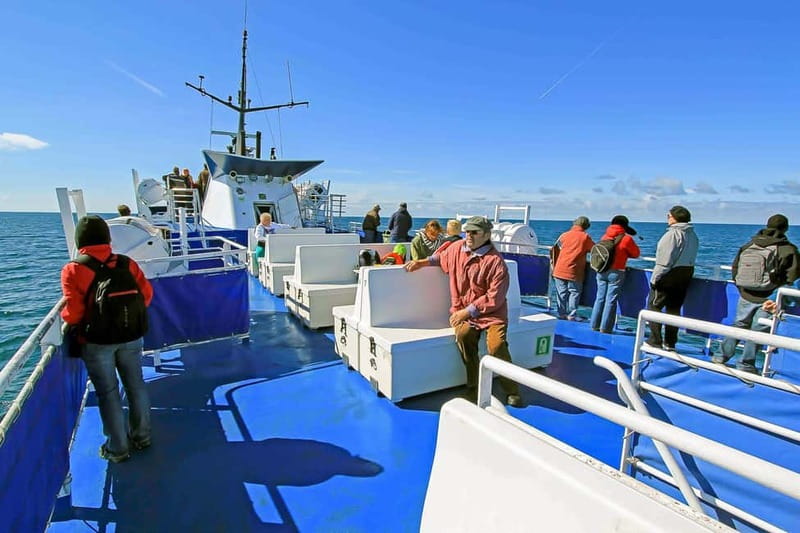 Reykjavik: Whale Watching Tour with Expert Guide - Seasickness and layering: how to make the ride feel shorter