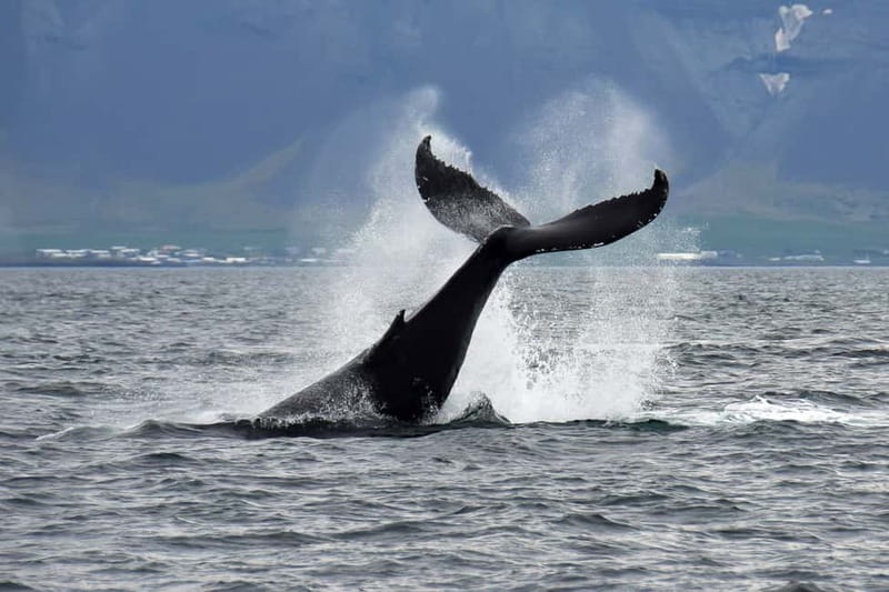 Reykjavik: Whale Watching Tour with Expert Guide - Old Harbour departure: why Faxaflói Bay is the starting line