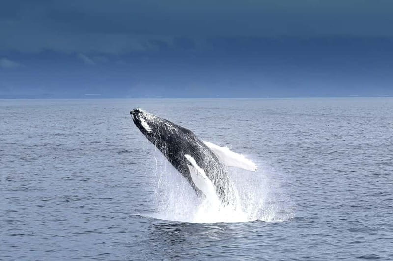Reykjavik: Whale Watching Tour with Expert Guide - What you’ll look for: minke whales, humpbacks, and dolphins