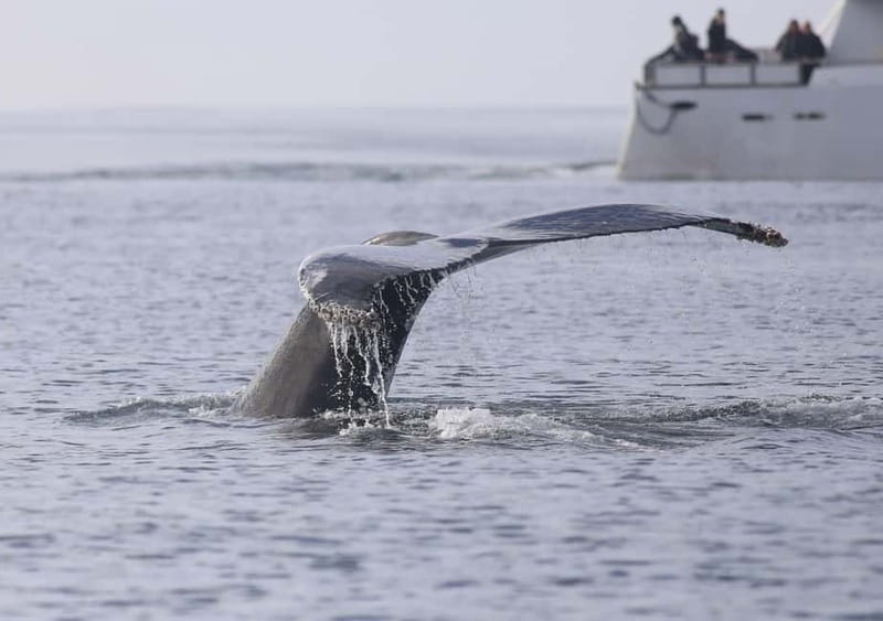 Reykjavik: Whale Watching Tour with Expert Guide - The guide experience: app, questions, and real marine details