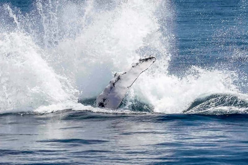 Reykjavik: Whale Watching Tour with Expert Guide - Timing tips: when to go for the best odds