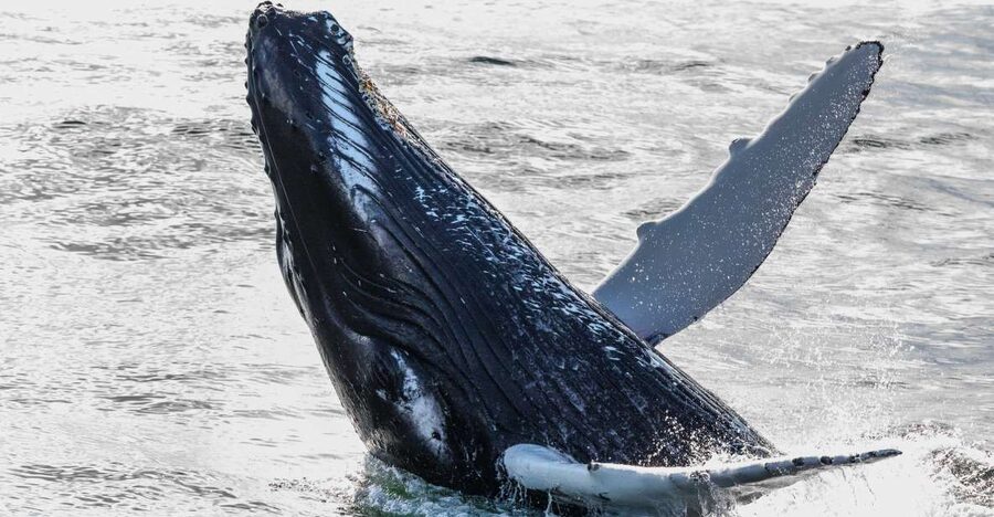 Reykjavik: Whales and Northern Lights Boat Tour - Key points before you go