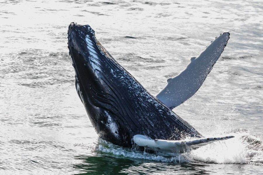 Reykjavik: Whales and Northern Lights Boat Tour - Reykjavik in One Day: Whales First, Northern Lights After